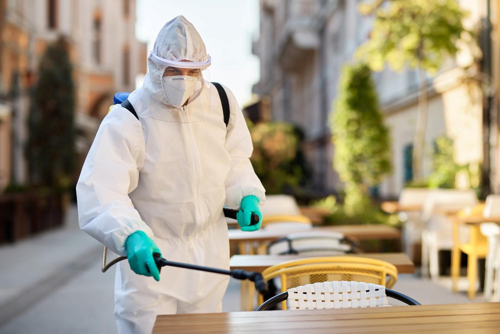 How to Identify Bed Bugs and Stop Them from Spreading